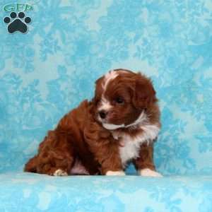 Peanut Butter, Cavapoo Puppy
